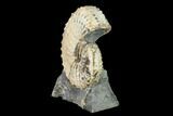Discoscaphites Gulosus Ammonite - South Dakota #155432-1